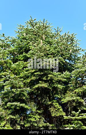 L'abete taurus (Abies cilica) è un albero sempreverde originario della Turchia, del Libano e della Siria. Foto Stock