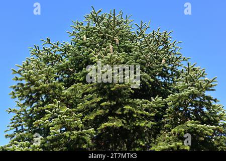 L'abete taurus (Abies cilica) è un albero sempreverde originario della Turchia, del Libano e della Siria. Foto Stock