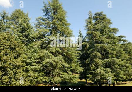 Il cedro dell'Atlante (Cedrus atlantica) è un albero sempreverde originario del Rif e delle montagne dell'Atlante del Marocco e dell'Algeria. Questa foto è stata scattata ad Atlas, in Marocco. Foto Stock