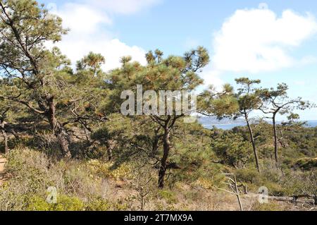 Il pino Torrey (Pinus torreyana) è un albero sempreverde endemico della costa californiana (San Diego e Santa Barbara). Questa foto è stata scattata a la Jolla, San di Foto Stock