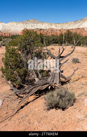 Tronco intrecciato di un albero morto di ginepro dello Utah nel Kodachrome Basin State Park, nello Utah sud-occidentale. Foto Stock