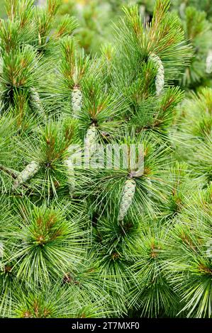 Il pino himalayano (Pinus wallichiana) è un albero sempreverde originario delle montagne dell'Himalaya. Coni e foglie dettaglio. Foto Stock