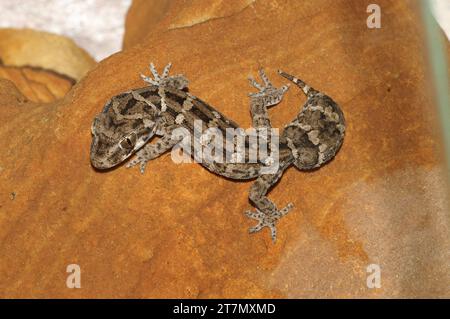 Primo piano sul geco appiccicoso del Pacifico, Dactylocnemis pacificus endemico della nuova Zelanda Foto Stock