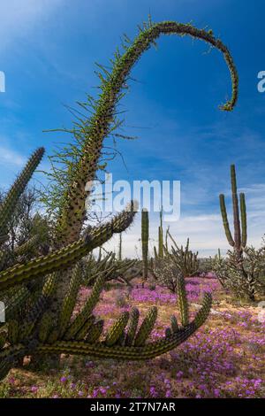 Il cactus di Cardon e gli alberi di boojum prosperano nella Sierra San Borja, Baja California Norte, Messico Foto Stock