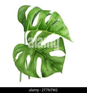 Monstera verde se ne va. Acquerello dipinto a mano di piante tropicali per guide di viaggio, cosmetici, spa, stampe di saloni massaggi, matrimoni Foto Stock