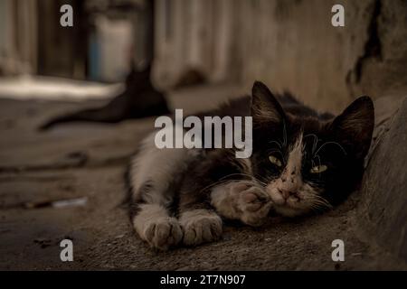 Il piccolo gatto sporco con pelliccia bianca e nera per le strade della città vecchia di Kairouan in Tunisia. Foto Stock