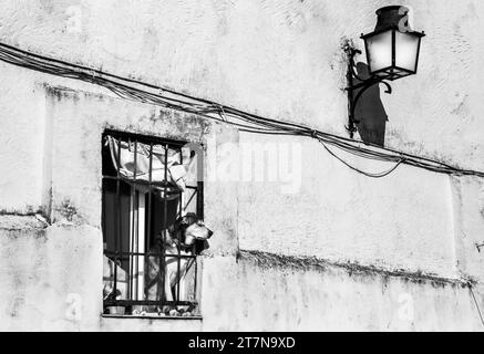 Un bel cane che si stende dalla finestra nella città di Caceres, in Spagna Foto Stock