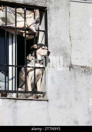 Un bel cane che si stende dalla finestra nella città di Caceres, in Spagna Foto Stock