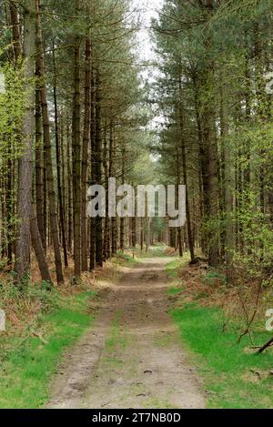 Un sentiero conduce attraverso i pini della foresta di Rendlesham nel Suffolk, Inghilterra, nel Regno Unito Foto Stock