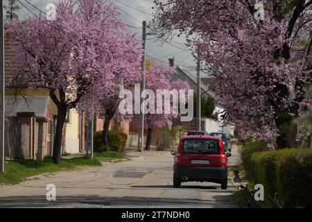 Mogyorod, Ungheria - 26 marzo 2023: Splendidi alberi sakura in una strada accogliente a Mogyorod Foto Stock