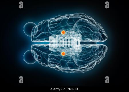 Illustrazione di rendering 3D con vista superiore a raggi X di amigdala cerebrale o vista dall'alto. Cervello umano, anatomia del sistema limbico e nervoso, medico, assistenza sanitaria, biologia, Foto Stock