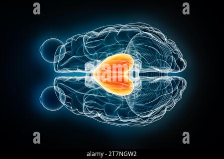 Illustrazione di rendering 3D con vista superiore o superiore a raggi X prosencefalo o presencefalo. Anatomia del cervello umano e del sistema nervoso, medico, sanitario, biologia Foto Stock