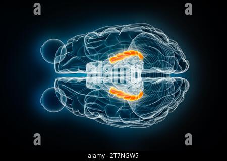 Illustrazione del rendering 3D con vista superiore a raggi X dell'ippocampo o superiore. Cervello umano, anatomia del sistema limbico e nervoso, medico, sanitario, biologia, scienc Foto Stock