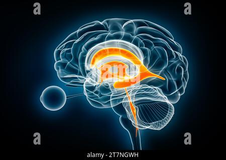 Visualizzazione a raggi X laterale ventricoli e acquedotto cerebrale illustrazione del rendering 3D. Anatomia del cervello umano e del sistema ventricolare, medico, sanitario, scienc Foto Stock