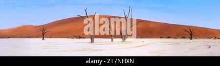 Panorama di alberi di acacia morti che proiettano ombre all'alba nell'arida padella Deadvlei. Sossusvlei, Namibia. Foto Stock