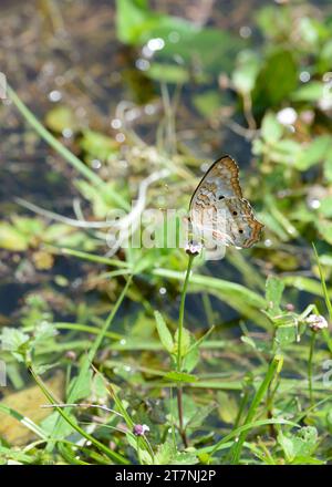 Anartia jatrophae, la farfalla White Peacock del sud-est degli Stati Uniti, America centrale e in gran parte del Sud America. Foto Stock