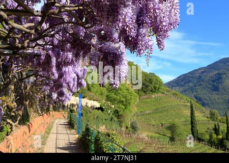Piante di Wisteria sinensis al sentiero escursionistico Oswald Promenade, passeggiata di Sant'Osvaldo. Bolzano (Bolzano), alto Adige (alto Adige, Südtirol), Italia. Foto Stock
