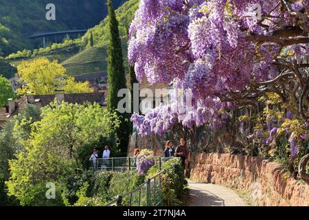 Piante di Wisteria sinensis al sentiero escursionistico Oswald Promenade, passeggiata di Sant'Osvaldo. Bolzano (Bolzano), alto Adige (alto Adige, Südtirol), Italia. Foto Stock