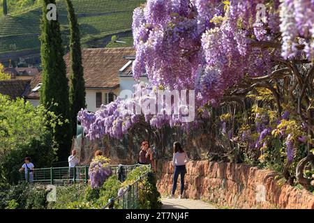 Piante di Wisteria sinensis al sentiero escursionistico Oswald Promenade, passeggiata di Sant'Osvaldo. Bolzano (Bolzano), alto Adige (alto Adige, Südtirol), Italia. Foto Stock