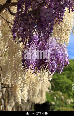 Piante di Wisteria sinensis al sentiero escursionistico Oswald Promenade, passeggiata di Sant'Osvaldo. Bolzano (Bolzano), alto Adige (alto Adige, Südtirol), Italia. Foto Stock