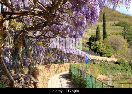 Piante di Wisteria sinensis al sentiero escursionistico Oswald Promenade, passeggiata di Sant'Osvaldo. Bolzano (Bolzano), alto Adige (alto Adige, Südtirol), Italia. Foto Stock