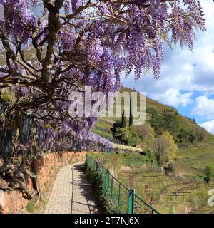 Piante di Wisteria sinensis al sentiero escursionistico Oswald Promenade, passeggiata di Sant'Osvaldo. Bolzano (Bolzano), alto Adige (alto Adige, Südtirol), Italia. Foto Stock