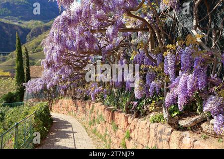 Piante di Wisteria sinensis al sentiero escursionistico Oswald Promenade, passeggiata di Sant'Osvaldo. Bolzano (Bolzano), alto Adige (alto Adige, Südtirol), Italia. Foto Stock