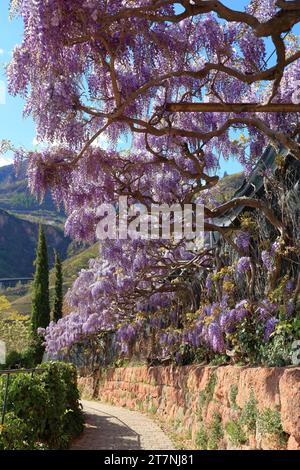 Piante di Wisteria sinensis al sentiero escursionistico Oswald Promenade, passeggiata di Sant'Osvaldo. Bolzano (Bolzano), alto Adige (alto Adige, Südtirol), Italia. Foto Stock