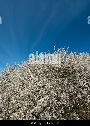 Fiore bianco del Blackthorn (Prunus spinosa) in primavera con cielo azzurro sopra, Leicestershire, Inghilterra, Regno Unito Foto Stock