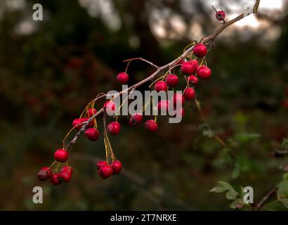 Rosa coltivata naturalmente nella foresta di Longoz Foto Stock