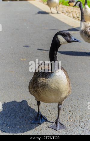 Grovelands Park, Londra, Regno Unito - 6 agosto 2015: Canada Goose in piedi sul sentiero. Foto Stock