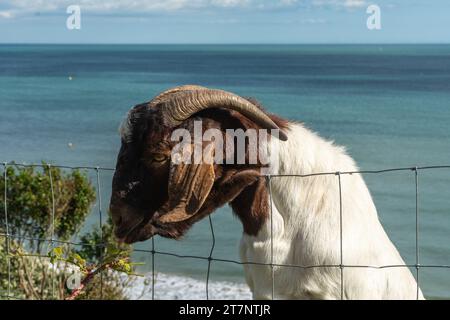 West Cliff, Bournemouth, UK - 6 agosto 2023: Boer Goat on the West Cliff con il mare sullo sfondo. Foto Stock