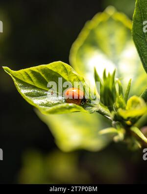 piccoli insetti su foglie o fiori Foto Stock