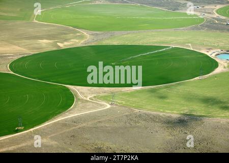 Vista aerea dei cerchi di colture nei terreni agricoli, creata da sprinkler a perno centrale che innaffiano i campi di erba medica nello stato di Washington. Foto Stock