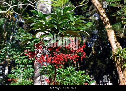 Bacca di Natale (Ardisia crenata) in giardino a Petropolis, Rio de Janeiro, Brasile Foto Stock