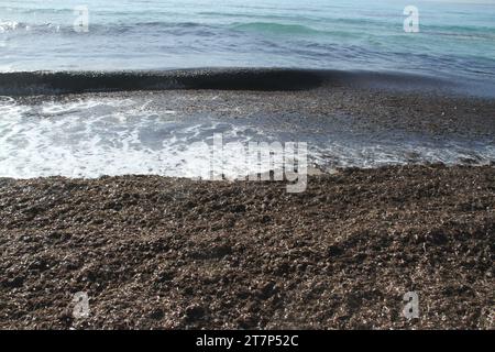 Punta Prosciutto, Puglia, Italia. Banchetti di Posidonia sulla spiaggia pubblica, parte dell'area marina protetta Porto Cesareo. Foto Stock