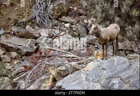 Una pecora del deserto Bighorn, Ovis canadensis nelsoni, che indossa un collare per lo studio scientifico, nel canyon del fiume Salmon nell'Idaho rurale. Foto Stock