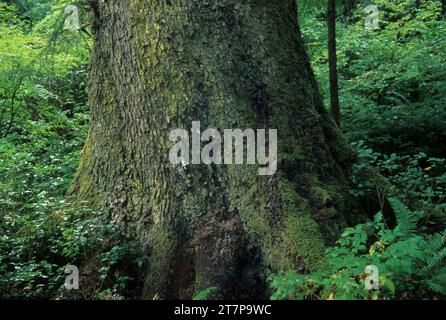 Abete rosso di Sitka (Picea sitchensis) sul Cape Falcon Trail, Oswald West State Park, Oregon Foto Stock