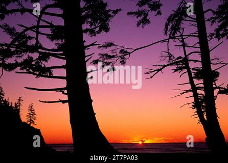 Short Sand Beach Sitka abete rosso (Picea sitchensis) tramonto, Oswald West State Park, Oregon Foto Stock