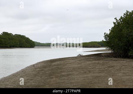 Mangrovie a Puerto Pizarro, Tumbes, Perù Foto Stock