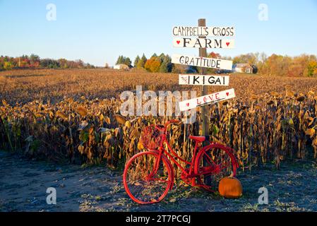 Decorazione di una bicicletta rossa in un campo di girasole morto Foto Stock