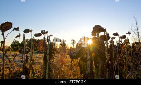 Girasole morto nel campo con luce parassita Foto Stock