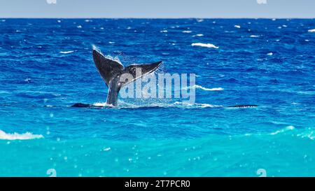 Southern Right Whale che gioca in acque turchesi poco profonde a Point Ann, Fitzgerald River National Park, Western Australia, Australia Foto Stock