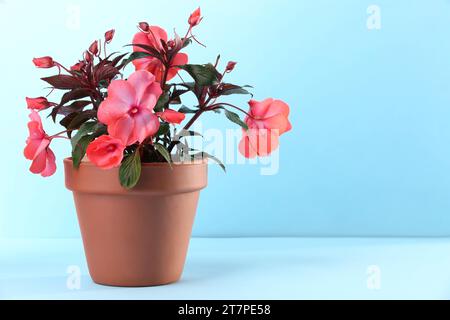 Impatiens in vaso di fiori di terracotta su sfondo azzurro. Spazio per il testo Foto Stock