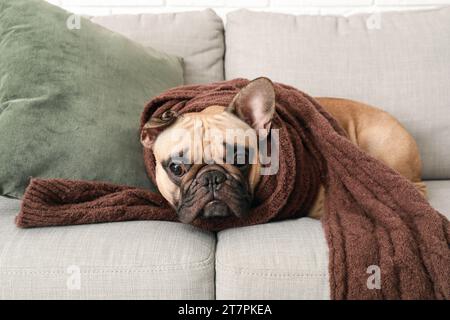 Bel bulldog francese con sciarpa sul divano a casa Foto Stock