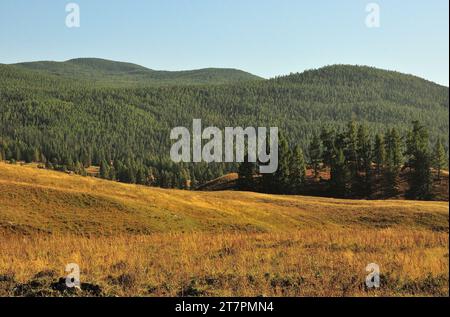 Dolci pendii di alte colline con alcuni pini e prati giallastri che si affacciano sulla densa taiga di conifere sotto il cielo limpido dell'autunno. Altai, Siberia Foto Stock