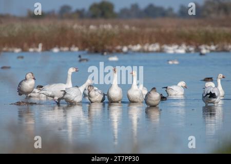 Un gruppo di oche da neve, Anser caerulescens, che comunica in una palude poco profonda nel Sacramento Wildlife Refuge in California, USA. Foto Stock