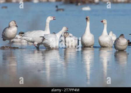 Un gruppo di oche da neve, Anser caerulescens, che comunica in una palude poco profonda nel Sacramento Wildlife Refuge in California, USA. Foto Stock