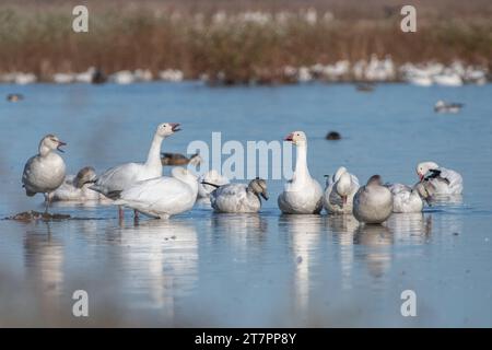 Un gruppo di oche da neve, Anser caerulescens, che comunica in una palude poco profonda nel Sacramento Wildlife Refuge in California, USA. Foto Stock