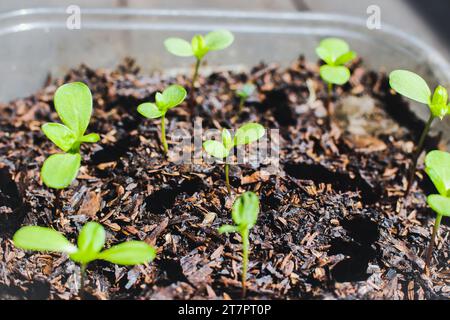 Piantine di Zinnia in vaso riciclato che crescono verso la luce. Primo piano. Messa a fuoco selettiva. Foto Stock